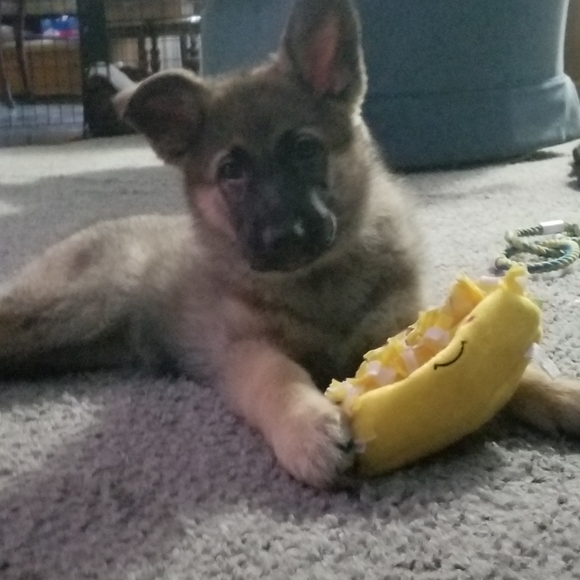 Meet your Posher, Lynanne - Picture 2 of 2